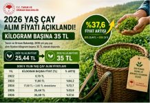2026 Yılı Yaş Çay Alım Fiyatı Açıklandı : Kilogram Başına 35 TL