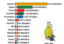 Zeytinyağında İhracat Uçurumu: Üretim Değil, Mevzuat ve Vizyon Farkı mı?
